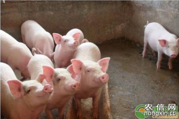 生猪养殖：适宜喂猪的几种副产品