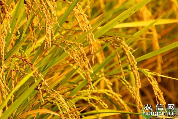 早稻田种子处理及秧苗期化学除草技巧