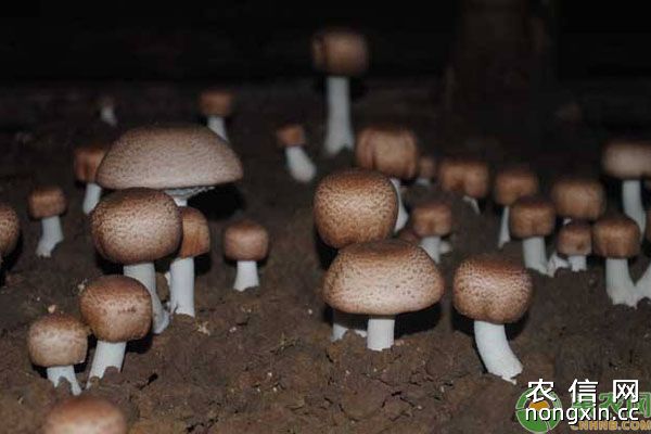 农村蘑菇种植