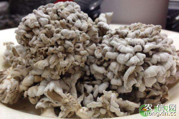 白参菌多少钱一斤？白参菌功效作用及栽培技术