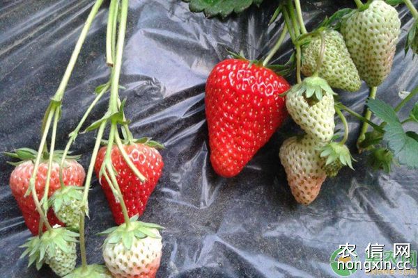 低热地区大棚草莓栽培技术