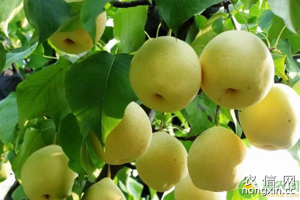 “光泰”果树营养液在梨树黄化病上的防治应用