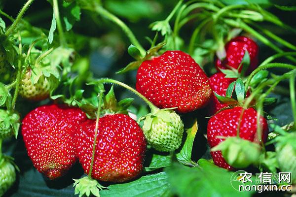 草莓芽枯病的症状、发病条件及防治方法