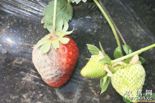 草莓灰霉病防治