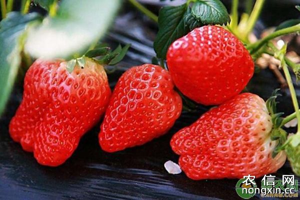甜查理草莓的品种特性及栽培技术要点
