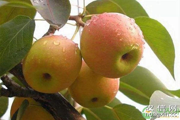 “光泰”果树营养液在梨树黄化病上的防治应用
