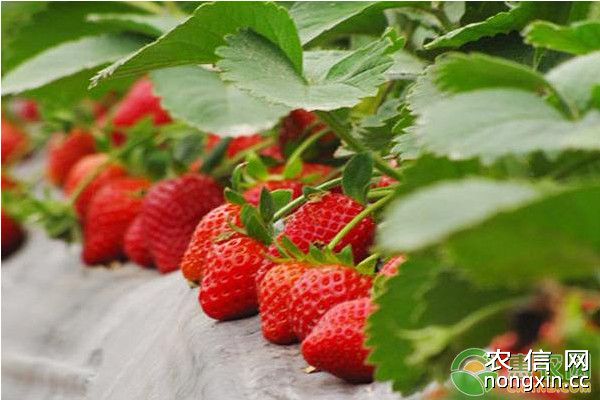 大棚草莓-再生西瓜两种三收栽培技术