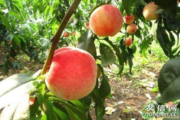 桃树种植病虫害综合防治技术