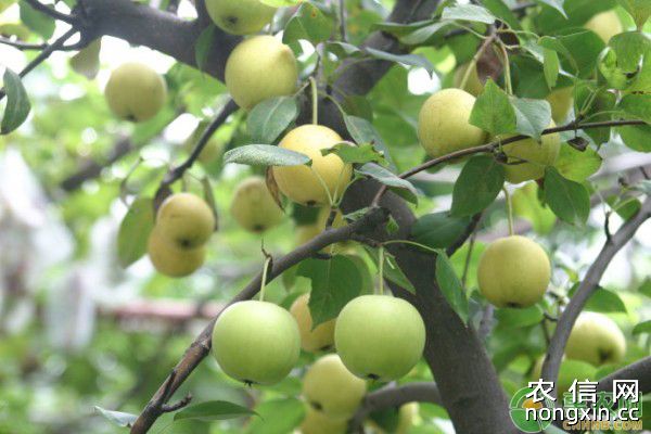 梨树休眠期病虫害防治技术