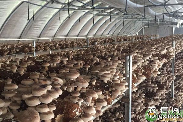 香菇种植利润