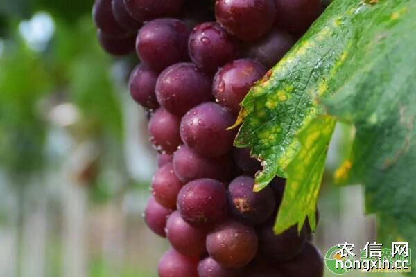 葡萄种植过程中，出现严重落花落果怎么办？