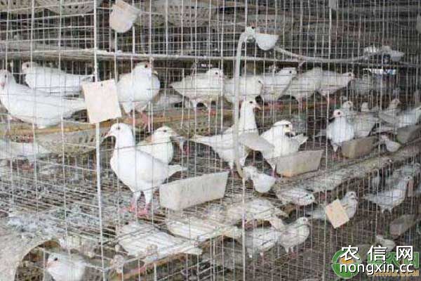 鸽子养殖成本与养殖利润