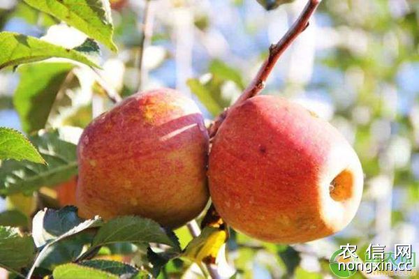 苹果组培苗根结线虫病的发生与防治