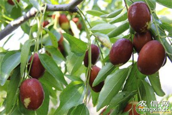 枣树主要虫害枣步曲的为害症状及防治措施