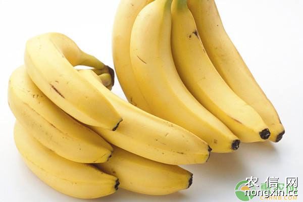 香蕉种植过程中的水肥管理及病虫害防治措施