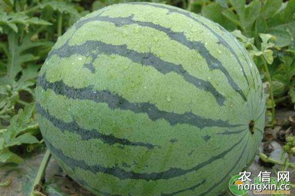 西瓜如何抢早栽培？直播西瓜地膜覆盖暖坑栽培新技术