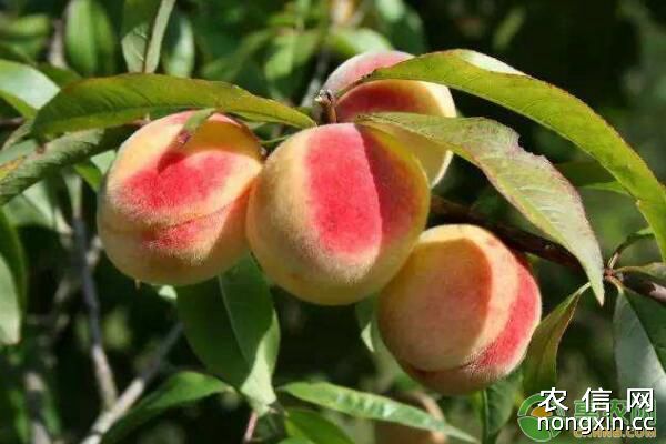 桃树花果管理过程中存在的问题及解决措施