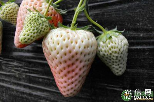 草莓有异果的原因分析及防治方法