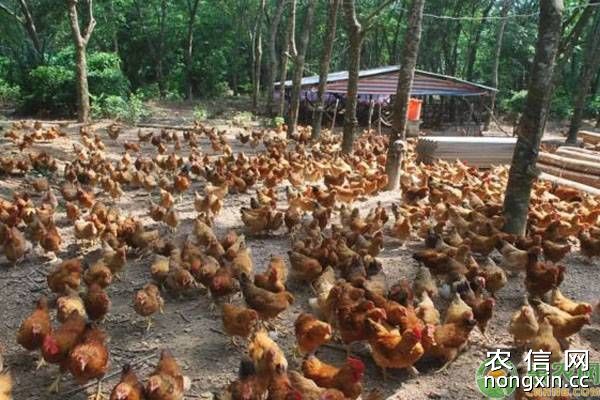 农民养殖500只土鸡成本要多少？可以赚到多少钱？