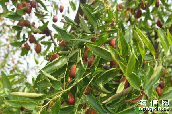 枣树斑点落叶病和绿盲蝽蟓为害、防治时间及防治药剂