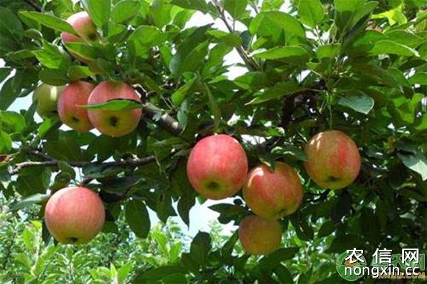 苹果密植栽培的病虫害防治措施