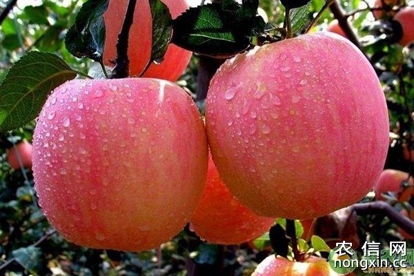 10%世高水分散颗粒剂对苹果轮纹病的防治效果