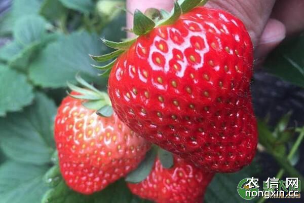草莓花前肥、果后肥、孕花肥、根外追肥等施肥管理