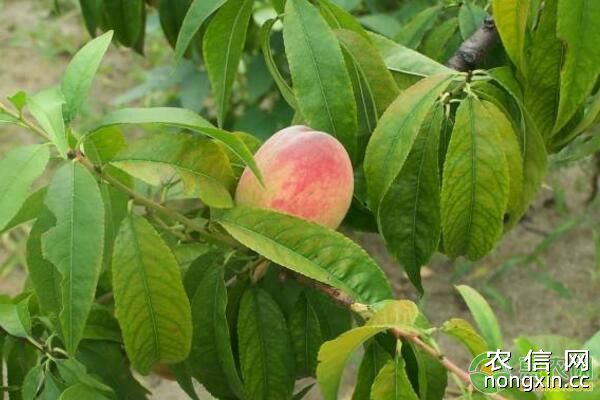 柑桔、梨树、桃树、李树、板栗病虫害防治措施