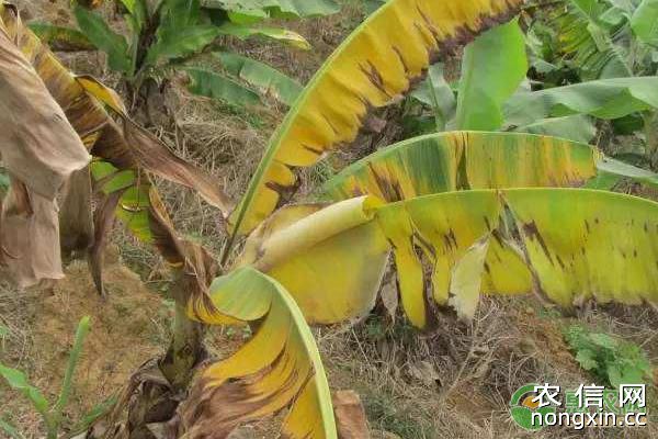 香蕉施肥的要点及注意事项
