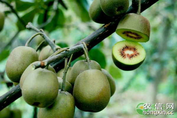 猕猴桃如何高产栽培？猕猴桃栽培方法及虫害防治