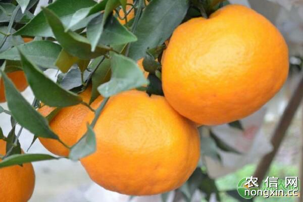 柑、橙、柚果树出现黄化病的原因及防治措施