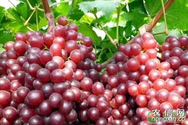 红提葡萄有哪些种植特点？红提葡萄果穗处理技术要点