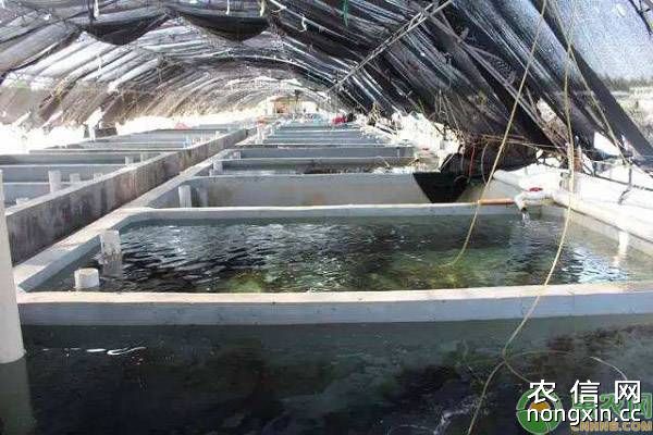石斑鱼人工养殖方法