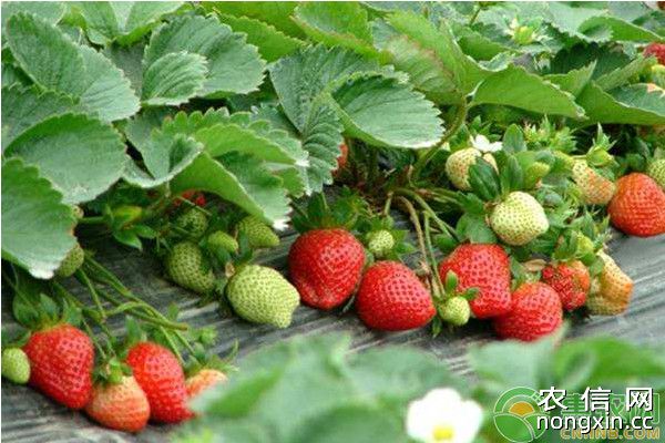 草莓种苗繁育技术