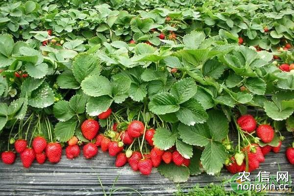 草莓灰霉病农业防治、药剂防治、生物防治措施