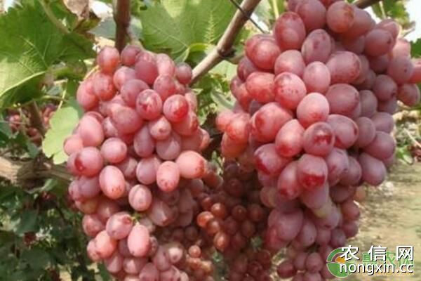 红提葡萄有哪些种植特点？红提葡萄果穗处理技术要点