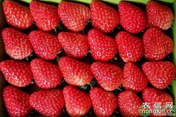 草莓种植常见病害的症状识别、危害及综合防治技术