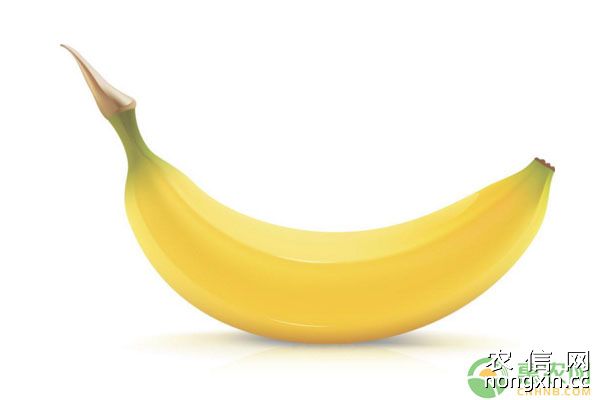 食用蕉有哪几种类型？香蕉园管理技术及施肥要点