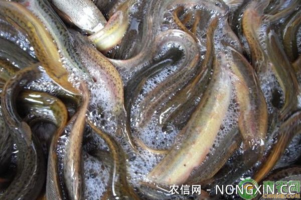 台湾泥鳅养殖前景怎么样？台湾泥鳅最大能长多大？