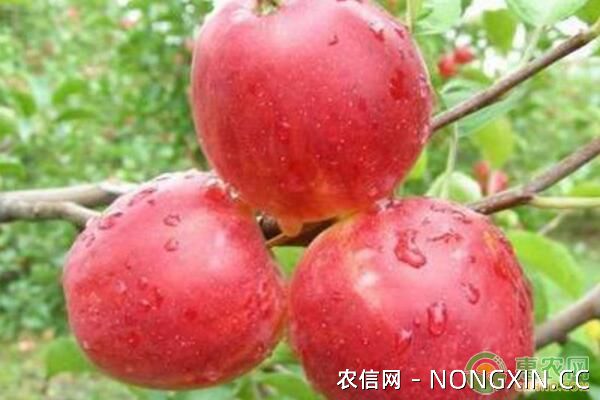 在高温多雨地区，如何做好苹果冬贮工作？