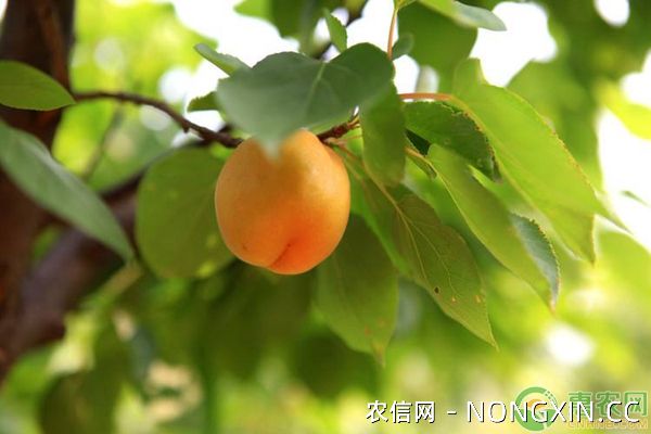 杏树造林如何提高成活率
