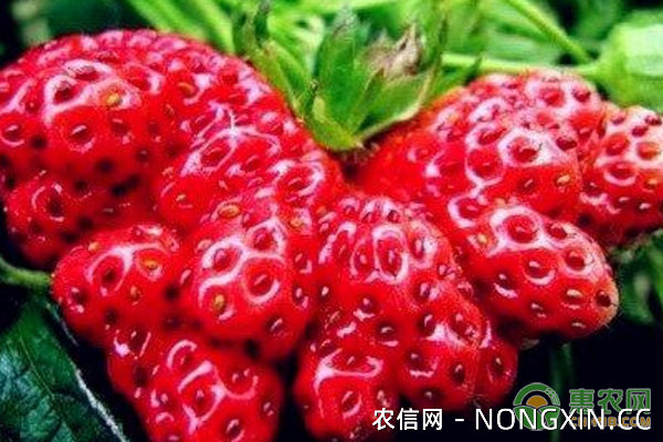 草莓异常果发病症状、形成原因及防治措施