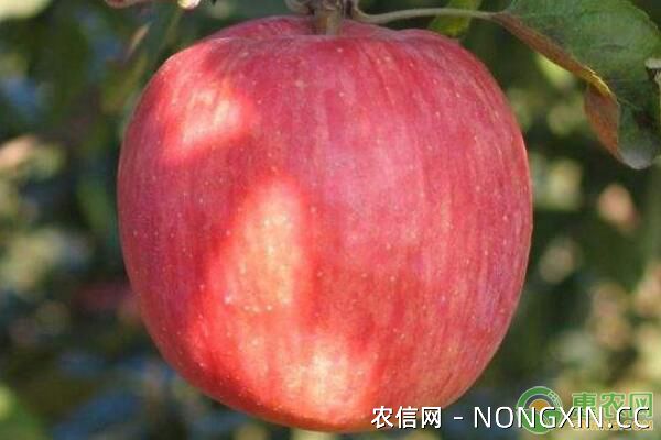 苹果树为何会出现落果现象？苹果树落果防止措施