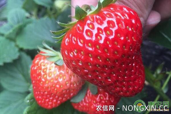 什么是保护地草莓？保护地草莓白粉病防治措施