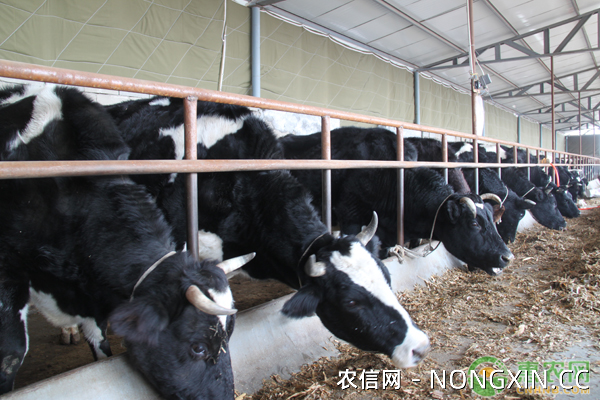农村养殖奶牛的发展前景