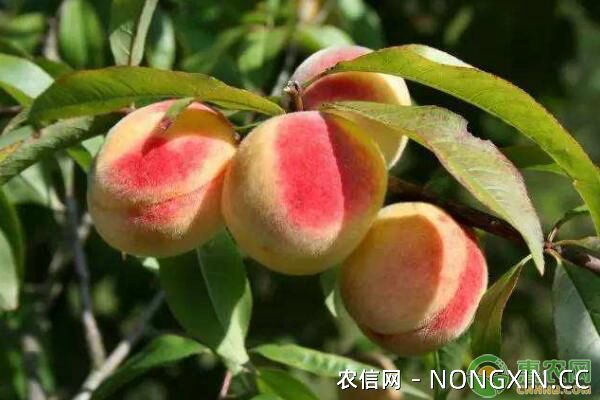 桃树病虫害种类及防治措施