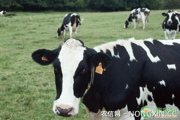 农村养殖奶牛