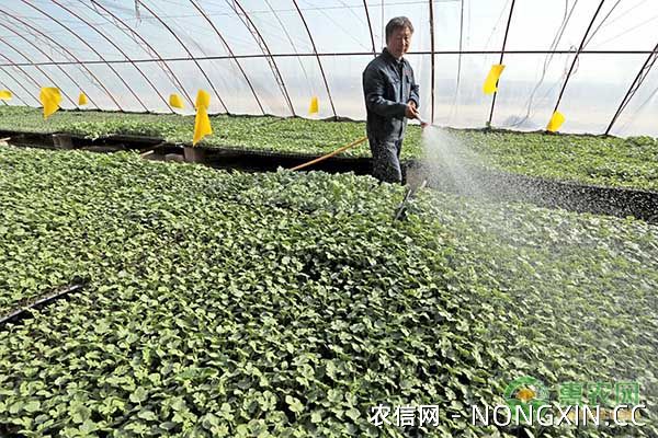西瓜的高产种植技术及管理要点