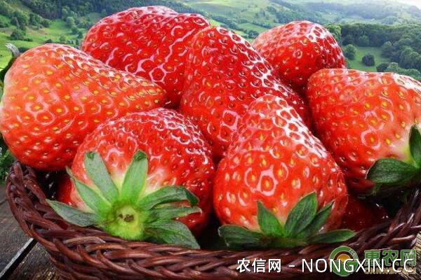 什么是保护地草莓？保护地草莓白粉病防治措施