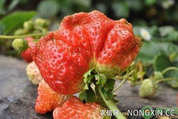 草莓畸形果防治方法